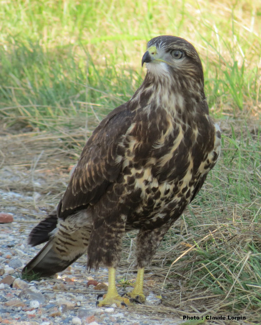 Buse variable